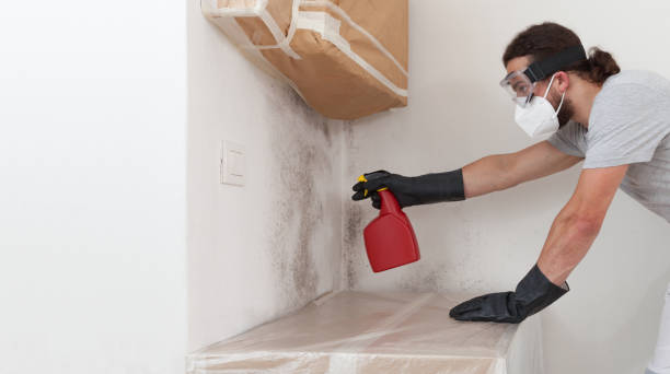 Professional Black Mold Remediation technician working in Bloomingdale, IL