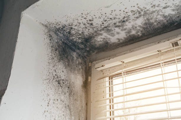 Affordable Black Mold Remediation solutions in Bloomingdale, IL